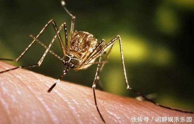 杯子|屋子里放一杯糖水真能驱蚊，科学家发现不让蚊子咬你的秘密