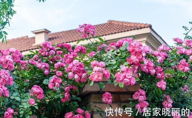 天气变冷，14种花别急着搬到室内，否则不开花或者开花少