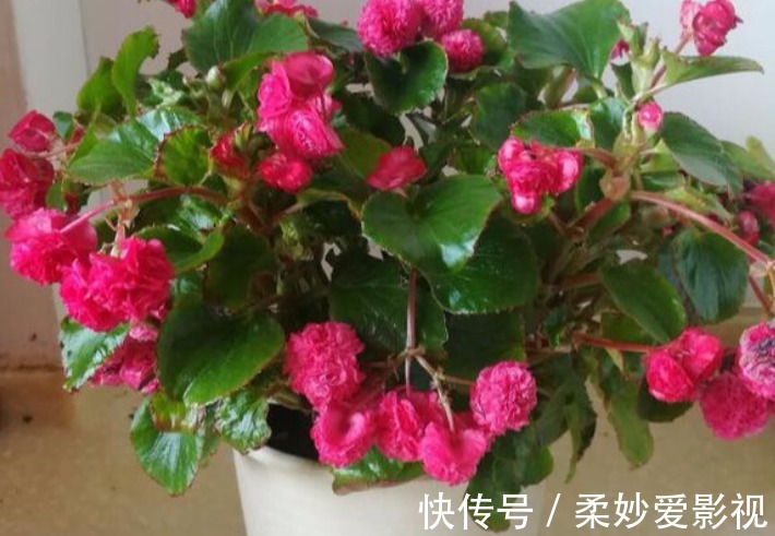 植物|养花养这3款,楼房阳台盆栽,微微看顾就能花开不断,惹人爱