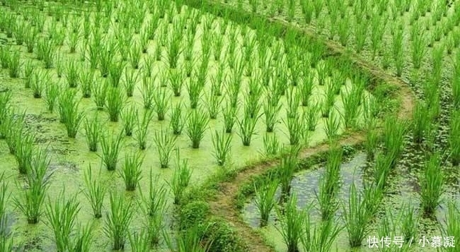  农村池塘这“水货”, 生吃有病菌, 炒熟脆爽可口, 超市卖得很贵