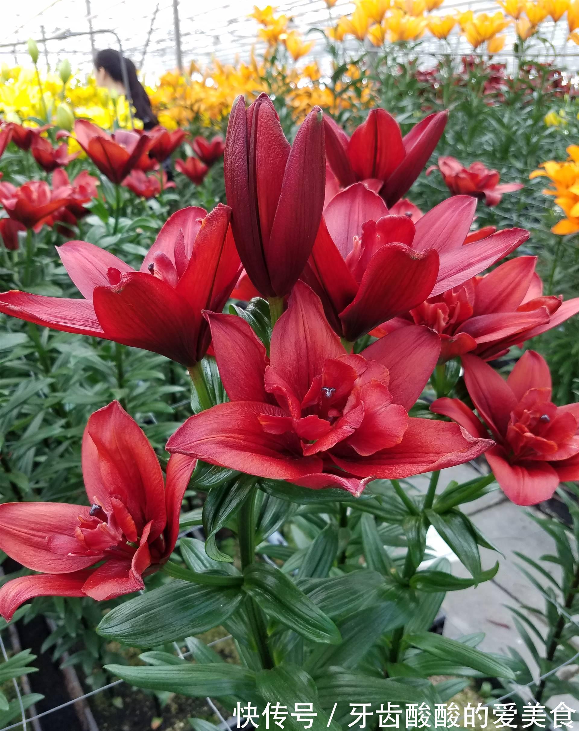 养花就养心，5种“长寿命”花，最适合老人养，健康又长寿