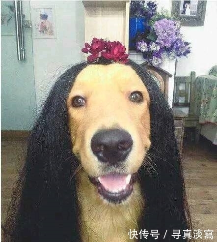 |搞笑图片幽默段子笑话：狗狗你头上还长花了啊，看上去很美哦