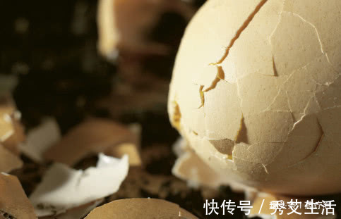 鸡蛋壳不要再扔掉了,解决了很多生活难题,太实用了