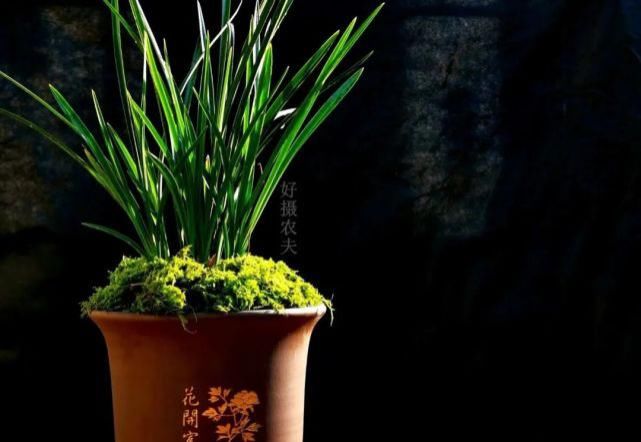 兰花能用生根粉吗？明白这3条，你就不会再用了