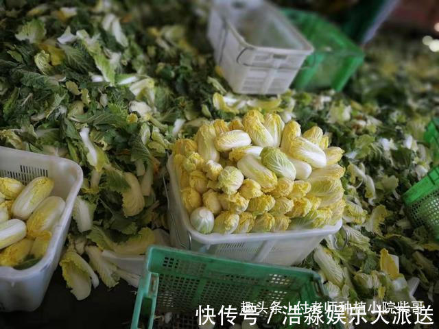 娃娃菜是白菜心吗一张图告诉你一切,怪不得好吃