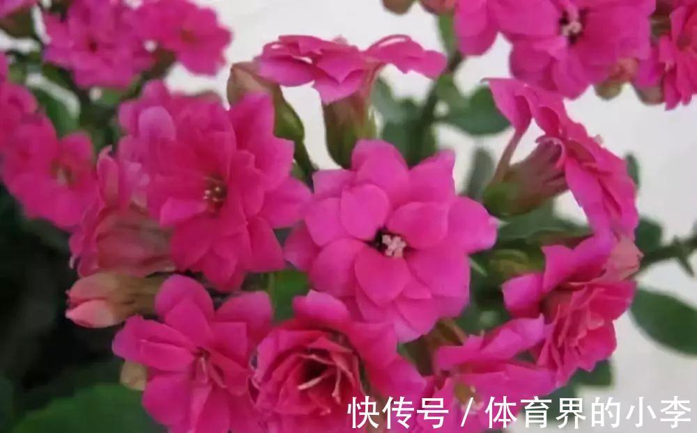 长寿花这样伺候，健康又长寿，开完一茬又一茬