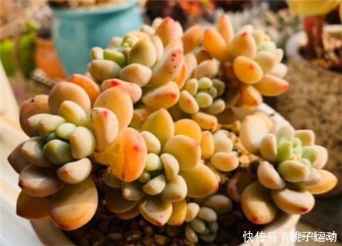 虹之玉锦|“超皮实”的3种多肉,冬天不怕冷,“冻一冻”,颜色更鲜嫩