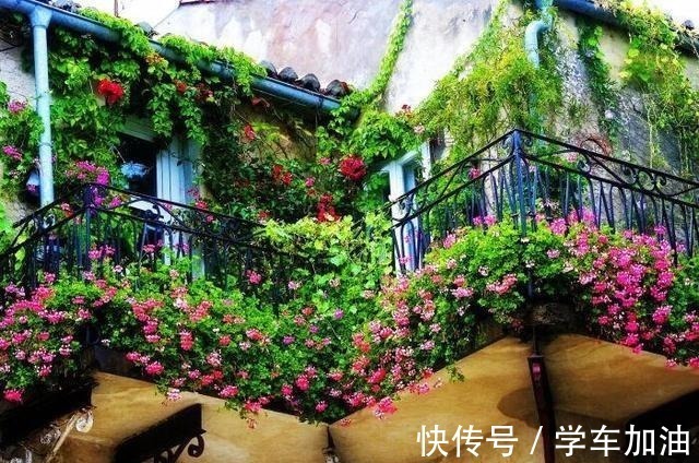 阳台|阳台选了“它”,比花还漂亮,不怕寒不怕晒,还可以吃,一举多得!