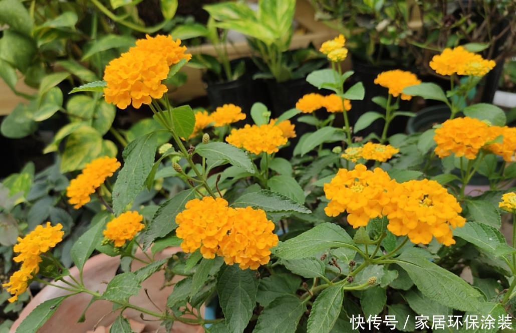 对于养花的人来说,家里这些“垃圾”扔掉就是浪费,养花好用的很