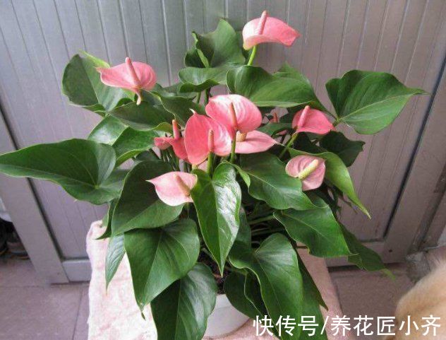 封闭阳台养不好花？那就选这4种，记住“共同点”，就能四季开花