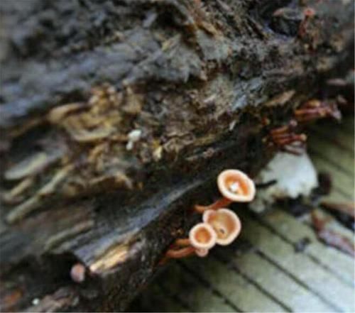 树根|男子造根雕500罗汉,富豪开价100万后又反悔,现今烂在仓库长出蘑菇