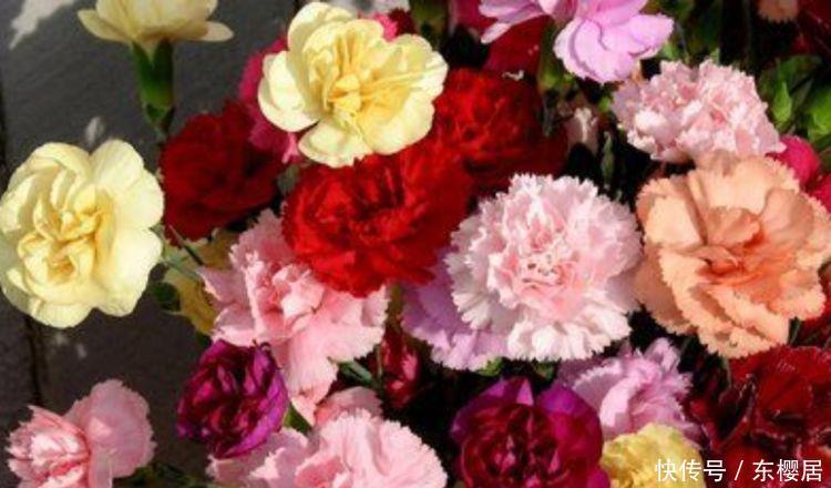 养花就养个花期长的,花大色艳,妖艳妖娆,层层交叠