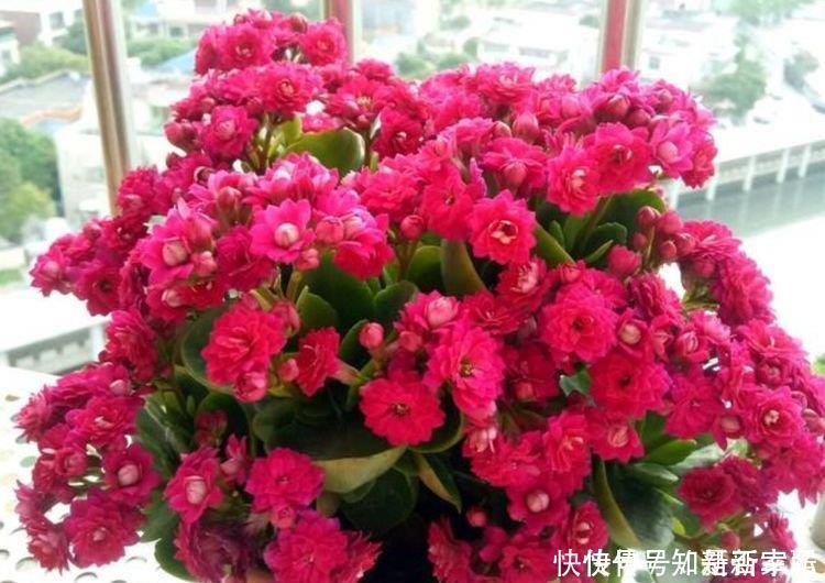 4种花很耐养,沾土就能活,越懒养长得越好,给点阳光就爆盆!