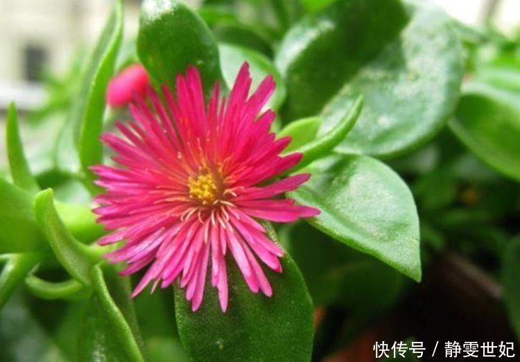 漂亮|家里不养绿萝吊兰,只养1种花,好养又漂亮,还能当菜吃