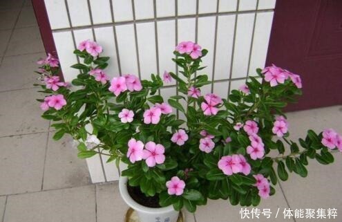 春天，养这“8种花”，一年“300多天”有花看，美死了！