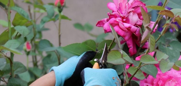 太阳花|5种漂亮花，夏天要“强剪”，剪的狠，花枝多，开出一盆花