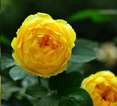 月季花新叶出现这种现象时，要及早矫正！