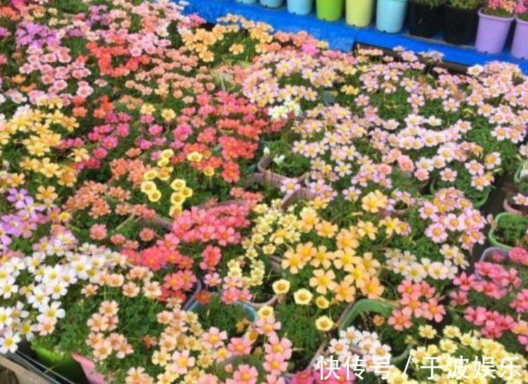 迷人|4种花好养易活,旺财又养人,花朵迷人,阵阵花香,花朵大!