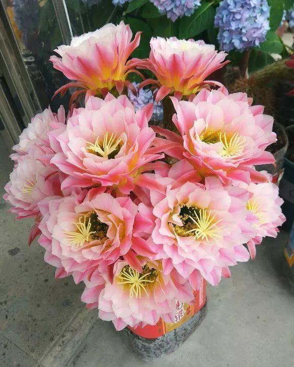 大花|花朵碗口大,喜欢看大花的别错过