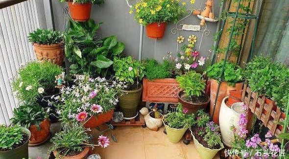 干旱|养花“干透浇透”你真的懂吗?很多人做错了,难怪盆土板结!