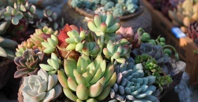 种多肉听我的,记住5个关键点,盆盆都成活,个个胖嘟嘟!