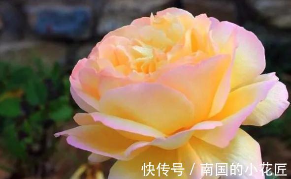 杜鹃花|俗话说“五种花草进家门,招财纳福出贵人”,有道理吗