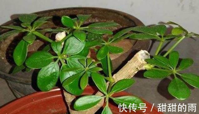 有一种伪“发财树”,好养净化空气,管理做好四点,“蹭蹭”冒芽