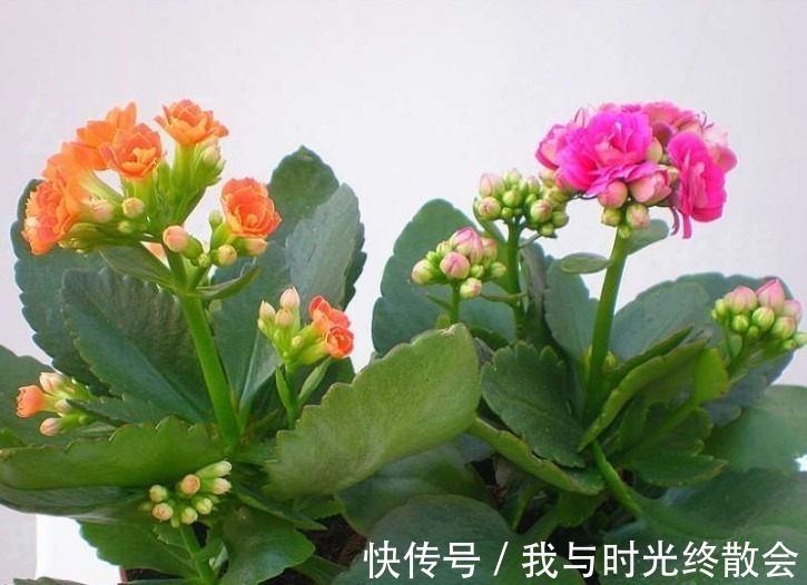 长寿花爆盆技巧有哪些,知道这些方法,养护起来更加轻松!