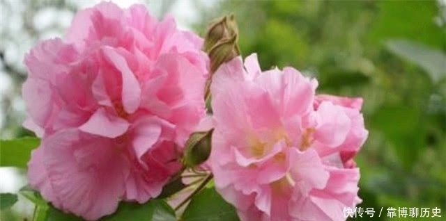 霜花|秋天的明丽:从晴雯封神来谈拒霜花开木芙蓉