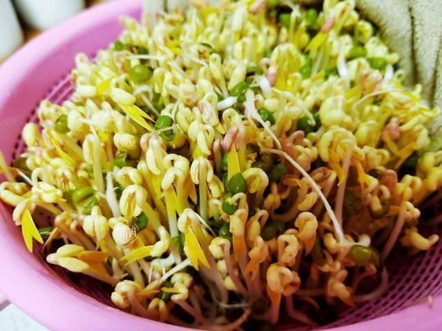 这个发豆芽小秘方,姥姥用了半辈子,又粗壮又脆嫩,3天就能吃