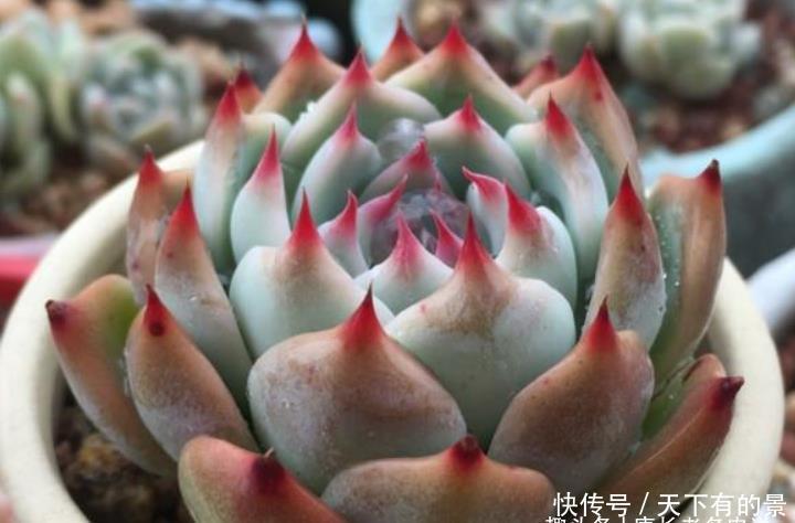 卡罗拉|多肉桃太郎不是吉娃娃，但它们实在太相似，很多时候我也区分不开