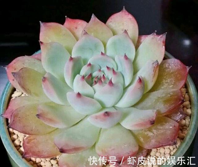 多肉冬季“化水”,除了“温度低”外,2个“原因”也要预防