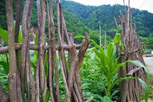 房后有山，门前有河，屋旁有地，这里简直就是避世隐居的神仙场所