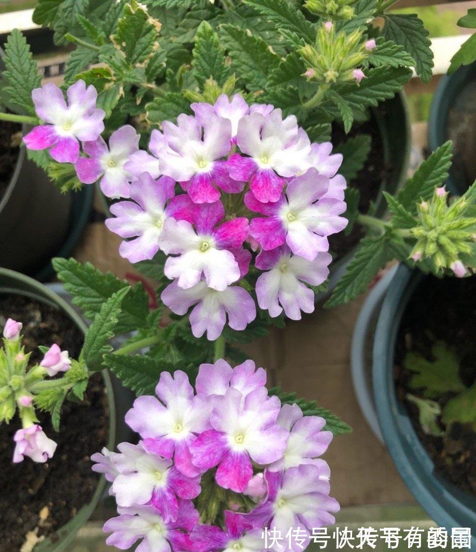 进入八月,6种花要多晒太阳,越晒花朵娇艳,开花越勤