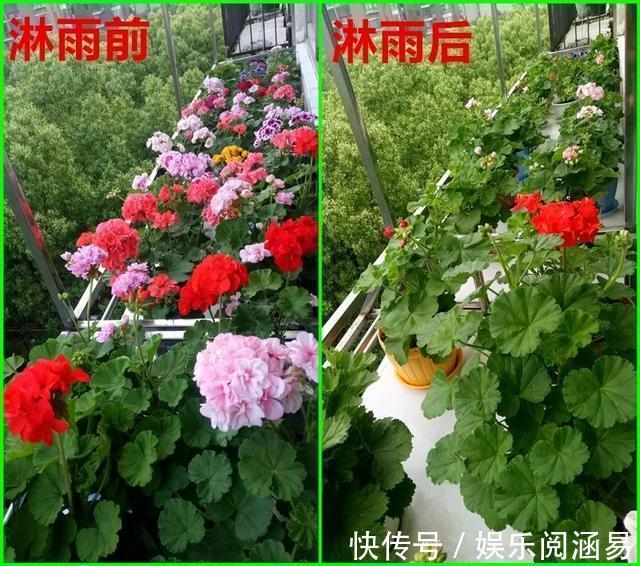 10种不能淋雨的花,淋完雨就死,盆栽养花注意事项