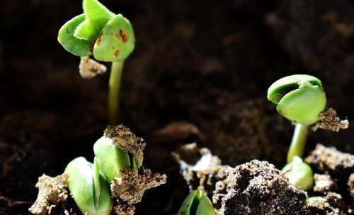 蒜辣素|常见的2种蔬菜，发芽后不仅没毒，营养价值更高了，一起来了解下