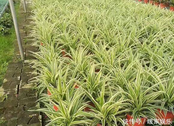 瀑布|夏季养吊兰,去掉5个误区,吊兰快速爆盆,垂吊成瀑布很简单