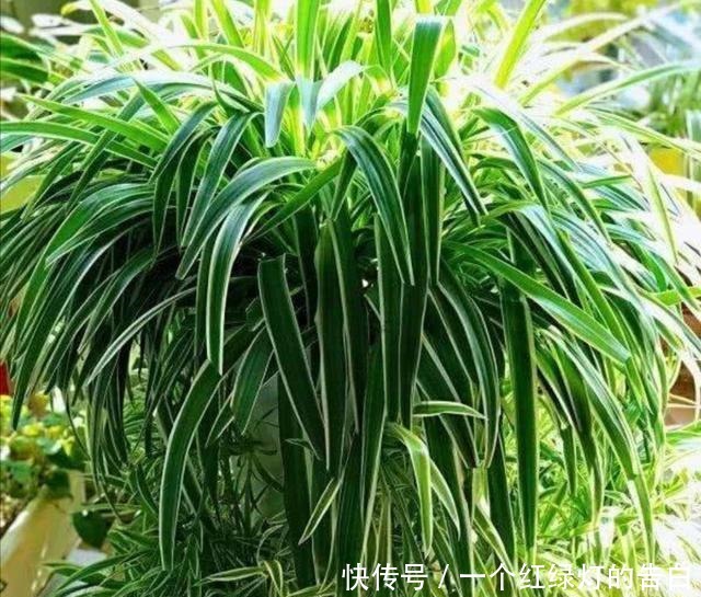 室内养6种植物,能净化空气环境,点缀家居、有益健康!