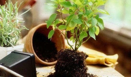 春天养花,必备5种“小东西”,简单有条理,养花一级棒