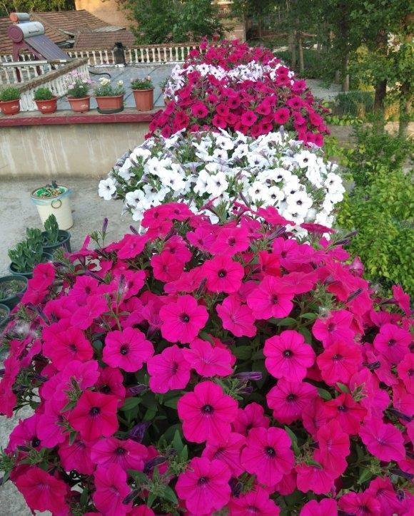 5种花春天养,五彩斑斓花期长,沾土就活,懒人也能养爆盆