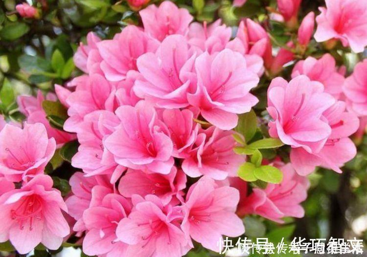 康乃馨花|此几种开花灌木,最适合养在阳台,清香味四溢