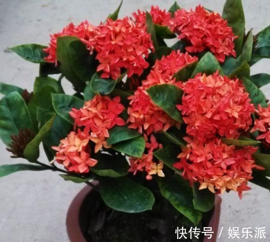 养花就养这几款,花姿妖娆,四季繁花似锦,姿色艳丽