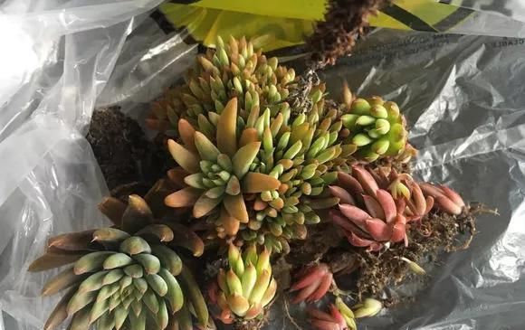 农村“穷养”多肉,一养一个大老桩,群生养爆盆