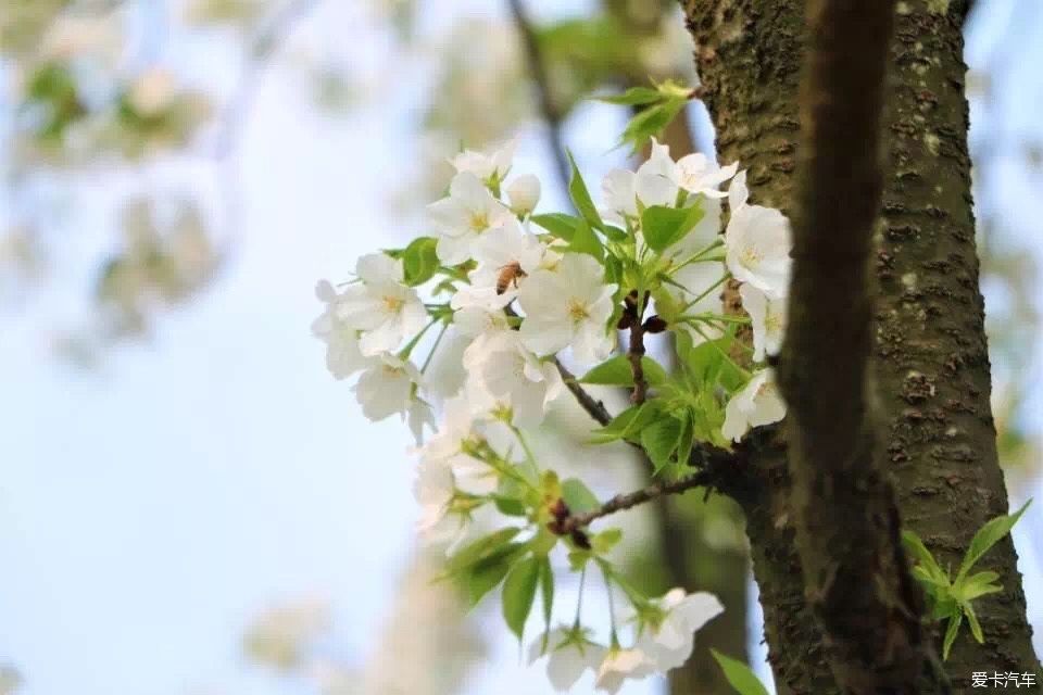 又到樱花纷飞时