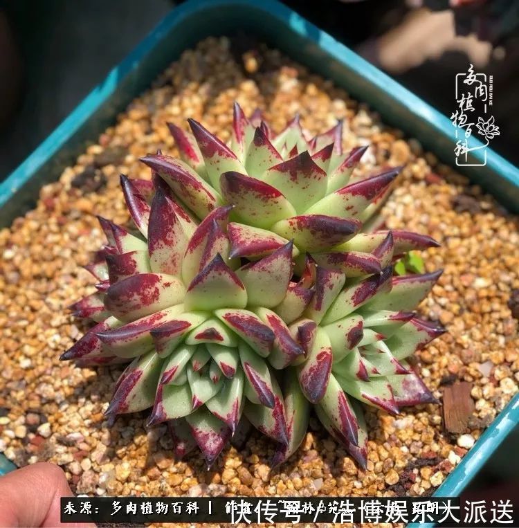 挂区|因为多肉，背井离乡来到开挂区，多肉变好看，小伙变大叔！