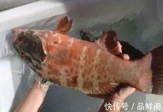 二甲基|5类鱼没营养,对人体有害,但很多人爱吃