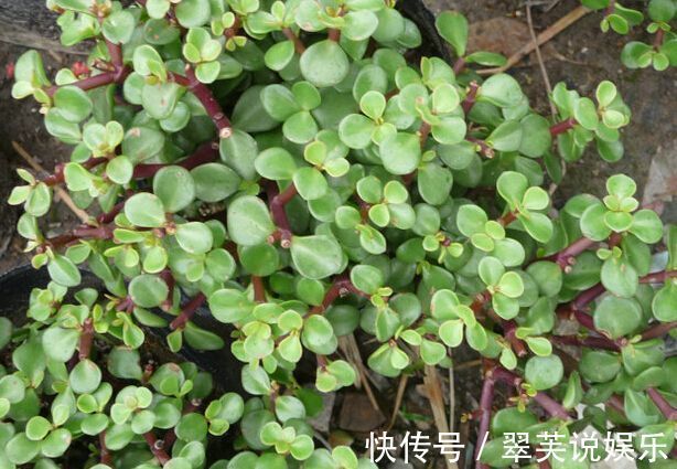 2种花再“丑”也要养,“镇宅”又助睡,难怪身体越来越健壮!