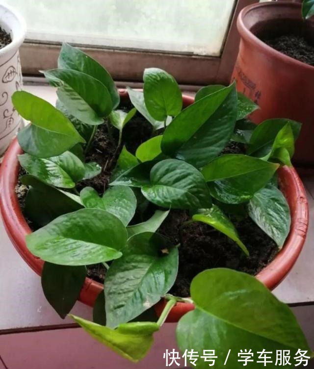 3种花,就得趁现在扦插,再晚就不生根了!3种花,就得趁现在扦插,再晚就不生根了!