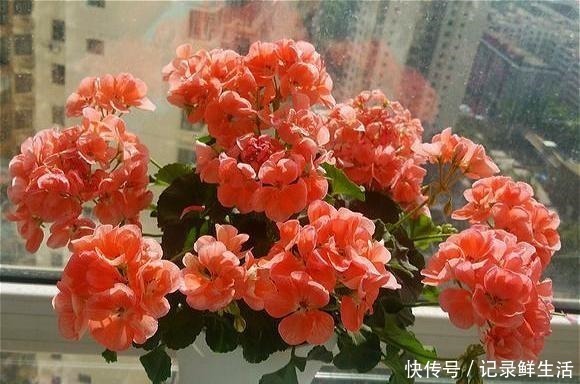 品种|为了养花，她花了3年时间，把家改造成了一个漂亮大花房，太惊艳！