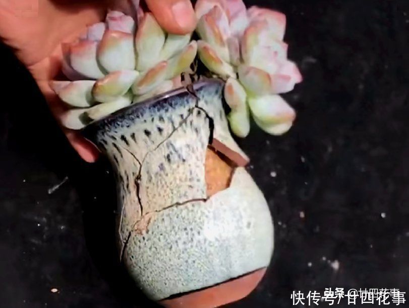 新手养多肉，这事很关键，掌握好事半功倍，但容易被忽略
